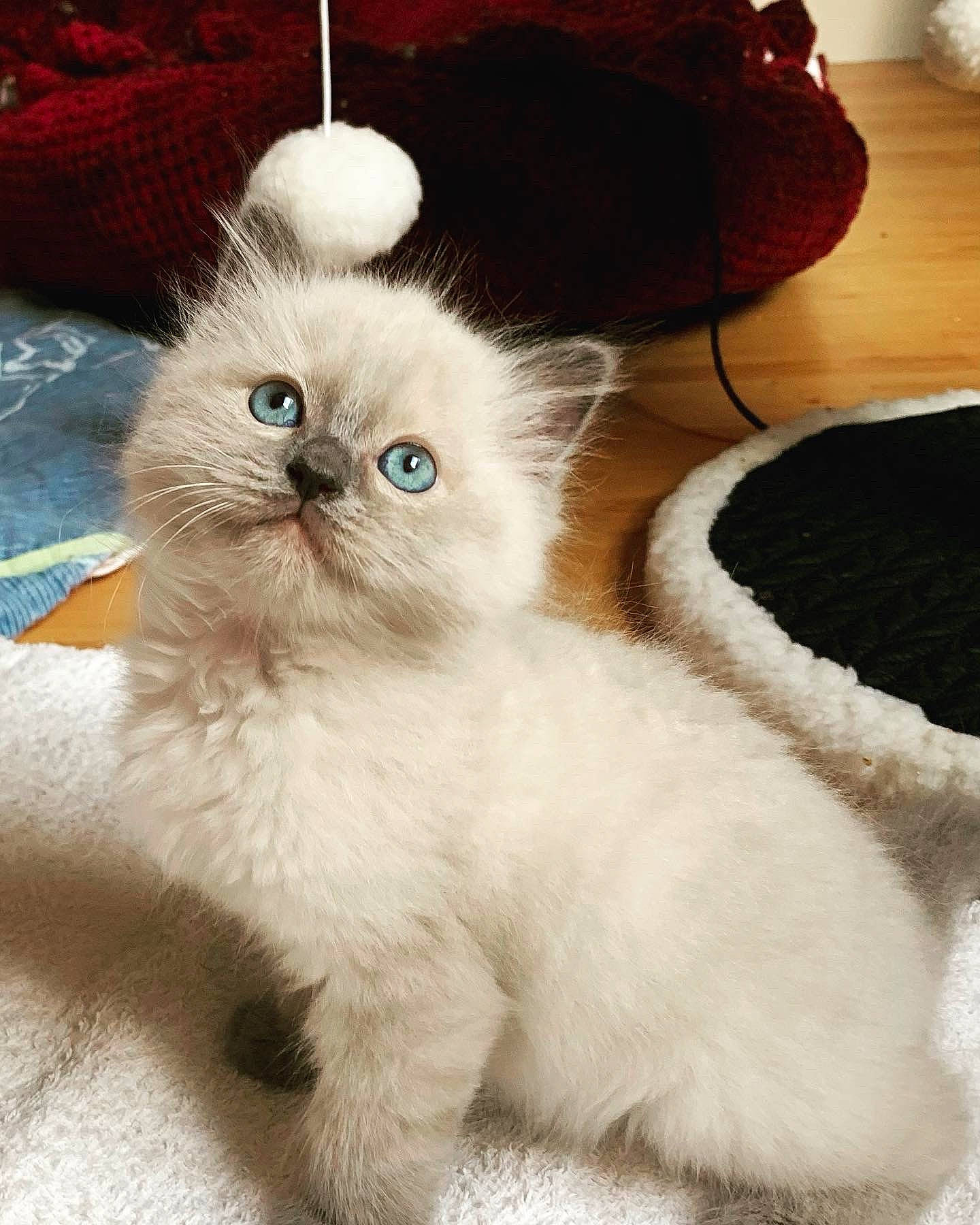 Tairoa a rejoint le concours — aidez-le/la à gagner de superbes lots ! bag, birman, carnivore, cat, chair, claw, comfort, fashion_accessory, fawn, felidae, fur, luggage_and_bags, paw, sitting, small_to_medium_sized_cats, tail, terrestrial_animal, whiskers