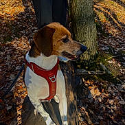 Beedgy participe au concours pour gagner de l'argent avec cette photo : autumn_leaves, brown_white_fur, canine, closeup, dog, forest, harness, hiking, leash, log, nature, outdoors, paws, person_legs, pet, portrait, shadow, side_profile, sunlight, tree_trunk