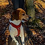 autumn_leaves, brown_white_fur, canine, closeup, dog, forest, harness, hiking, leash, log, nature, outdoors, paws, person_legs, pet, portrait, shadow, side_profile, sunlight, tree_trunk