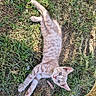 Gyzmo a rejoint le concours — aidez-le/la à gagner de superbes lots ! cat, kitten, orange_tabby, striped_fur, pet, animal, lying_down, grass, outdoor, garden, sunlight, greenery, leaves, curious, looking_at_camera, blue_eyes, whiskers, paws, tail, cute