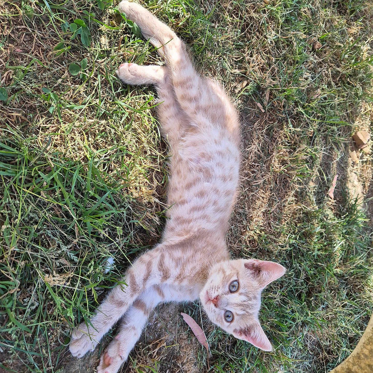 Gyzmo a rejoint le concours — aidez-le/la à gagner de superbes lots ! cat, kitten, orange_tabby, striped_fur, pet, animal, lying_down, grass, outdoor, garden, sunlight, greenery, leaves, curious, looking_at_camera, blue_eyes, whiskers, paws, tail, cute