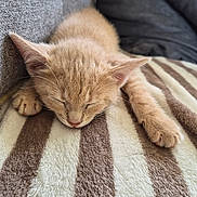 Gyzmo a rejoint le concours — aidez-le/la à gagner de superbes lots ! cat, kitten, ginger_cat, sleeping, sleepy, cute, furry, pet, animal, close_up, portrait, paws, whiskers, ears, striped_blanket, couch, indoor, cozy, relaxed, brown_and_cream