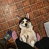 dog, tile_floor, indoor, pets, animal, lying_down, wide_eyes, paws, mismatched_socks, feet, person, brown_tiles, patterned_floor, fur, cute, expression, domestic, companions, home, casual