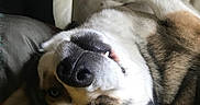 Honey participe au concours pour gagner de l'argent avec cette photo : dog, husky, upside_down, smiling, tooth, blanket, yellow_blanket, couch, indoor, pet, fur, nose, ear, person_partial, relaxed, cozy, home, comfort, animal, portrait