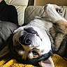 dog, husky, upside_down, smiling, tooth, blanket, yellow_blanket, couch, indoor, pet, fur, nose, ear, person_partial, relaxed, cozy, home, comfort, animal, portrait