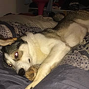 Honey a rejoint le concours — aidez-le/la à gagner de superbes lots ! dog, bed, blanket, patterned_blanket, indoor, resting, canine, red_eye, furniture, shelf, clothing, room, relaxed, sleepy, paw, fur, domestic_animal, pet, lying_down, cozy