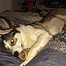 dog, bed, blanket, patterned_blanket, indoor, resting, canine, red_eye, furniture, shelf, clothing, room, relaxed, sleepy, paw, fur, domestic_animal, pet, lying_down, cozy