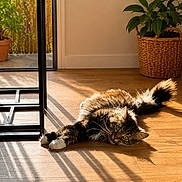 Timal participe au concours pour gagner de l'argent avec cette photo : cat, tabby_cat, indoor, wooden_floor, sunlight, shadow, plant, basket, greenery, door, relaxing, stretching, feline, pet, cozy, home, daylight, fur, whiskers, paws