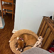 Blondie is registered to the contest to win money with this photo: bed, brown_dog, chair, cozy, dog, domestic, floor, furniture, home, indoor, mat, pet, photo_frame, puppy, relaxing, resting, sleeping, table, toy, wooden_floor