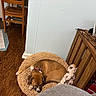 bed, brown_dog, chair, cozy, dog, domestic, floor, furniture, home, indoor, mat, pet, photo_frame, puppy, relaxing, resting, sleeping, table, toy, wooden_floor