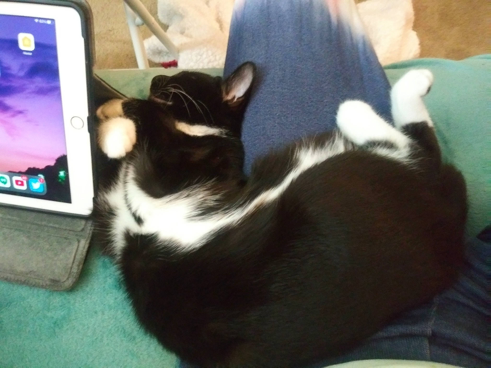 Oreo joined the competition — help win amazing prizes! carnivore, cat, comfort, communication_device, companion_dog, display_device, dog_breed, domestic_short_haired_cat, felidae, fur, gadget, lap, laptop, output_device, paw, portable_communications_device, serveware, small_to_medium_sized_cats, tail, whiskers