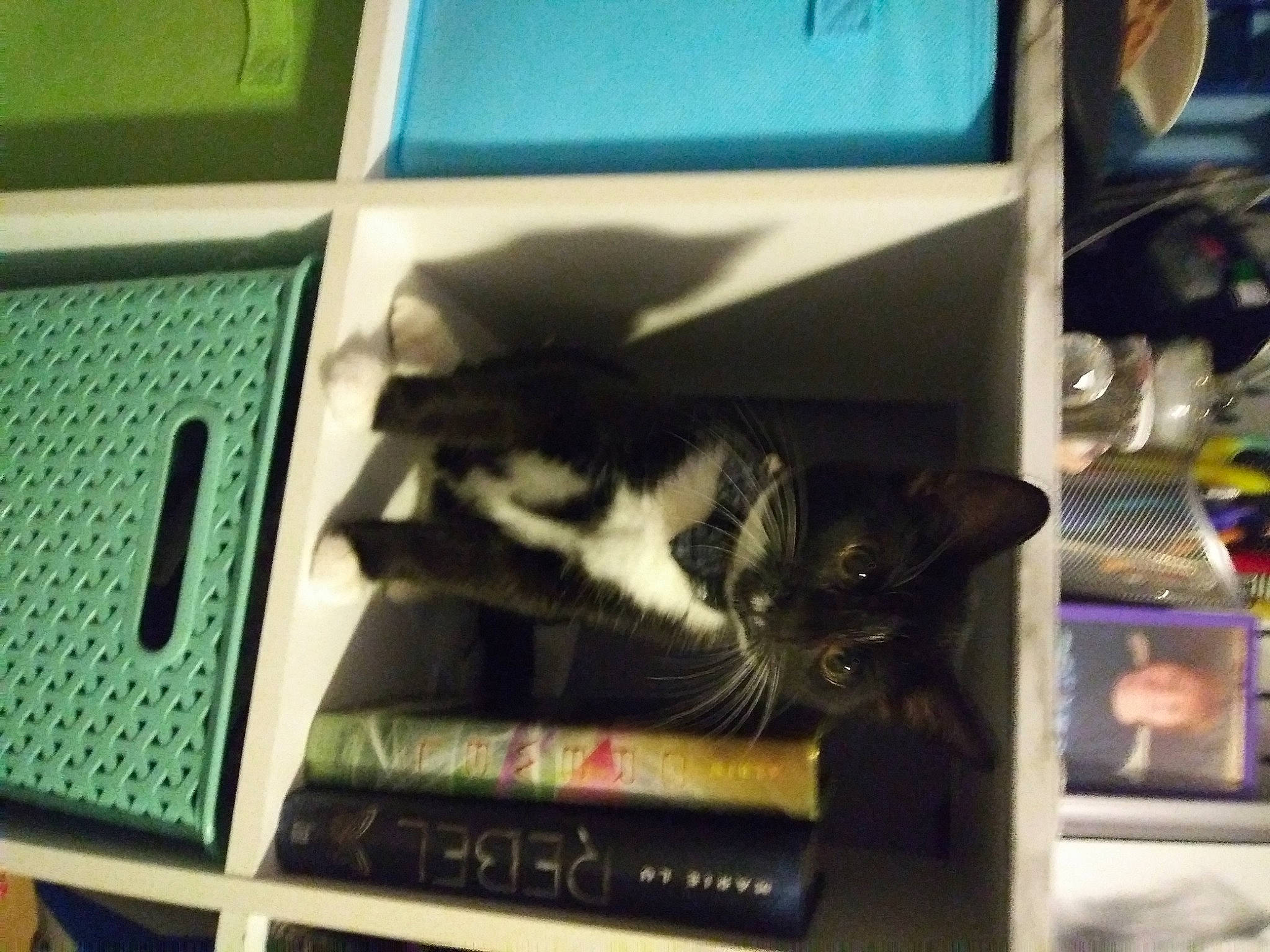 Oreo joined the competition — help win amazing prizes! audio_equipment, book, box, canidae, carnivore, cat, domestic_short_haired_cat, felidae, fur, gadget, publication, room, shelving, small_to_medium_sized_cats, sporting_group, tail, whiskers