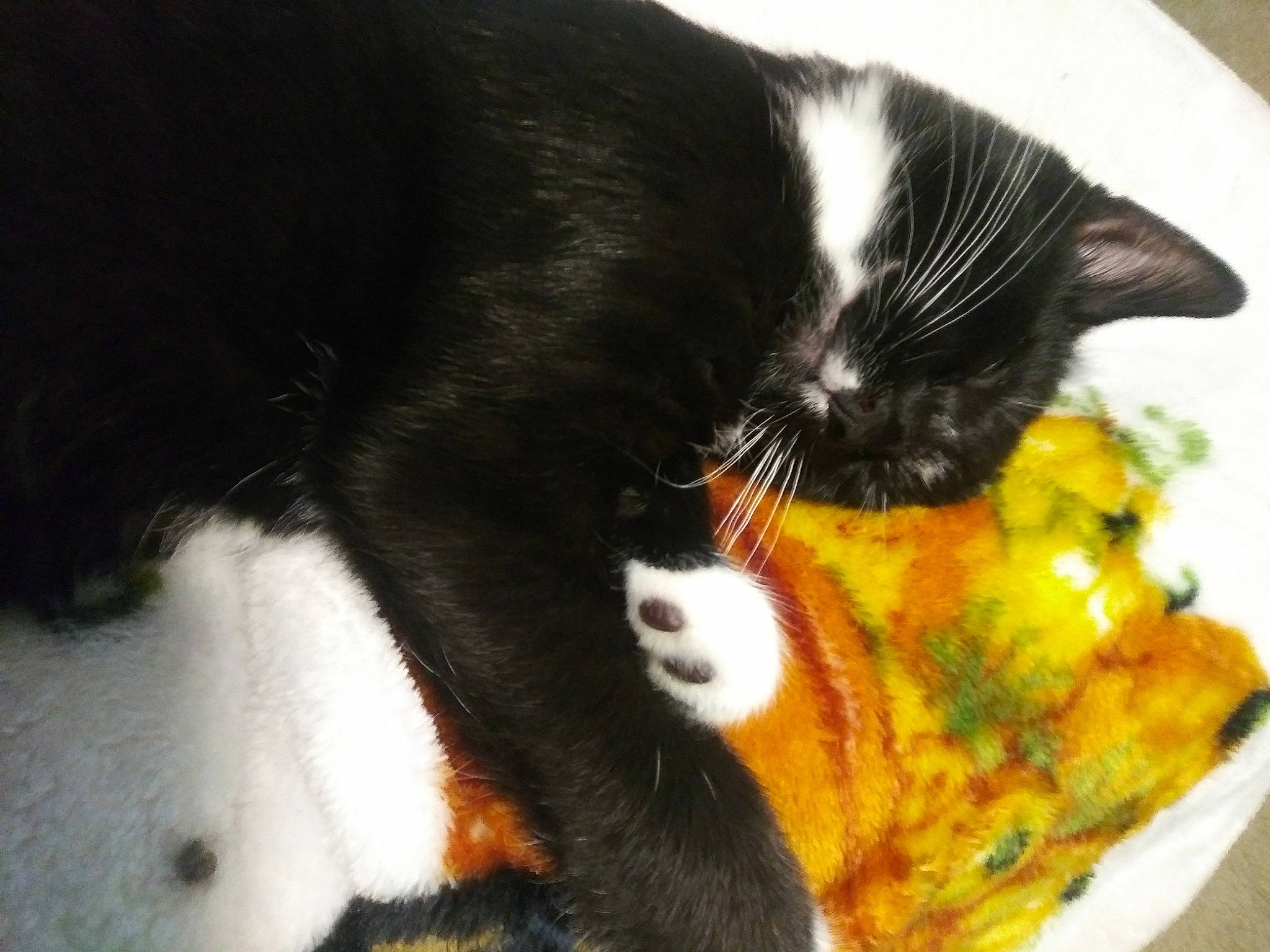 Oreo joined the competition — help win amazing prizes! black_cat, carnivore, cat, claw, comfort, domestic_short_haired_cat, felidae, fur, grass, nap, paw, small_to_medium_sized_cats, snout, tail, terrestrial_animal, whiskers