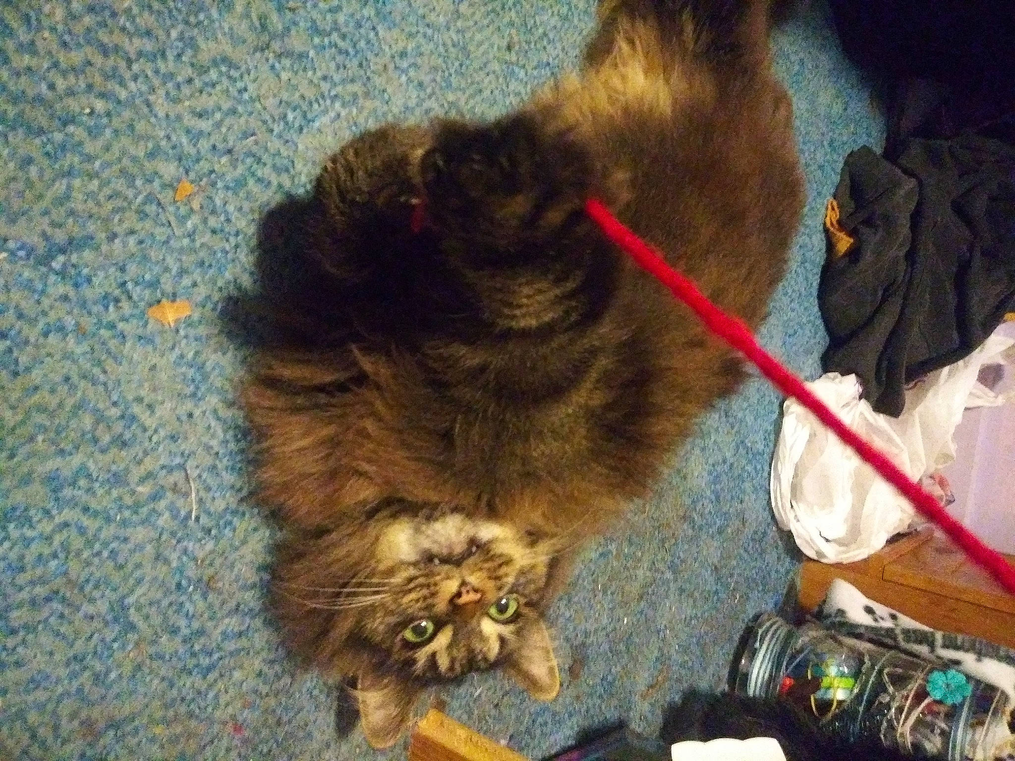 Kitten is registered to the contest to win money with this photo: canidae, carnivore, claw, collar, companion_dog, dog_breed, domestic_short_haired_cat, felidae, flooring, fur, liver, natural_material, paw, small_to_medium_sized_cats, sporting_group, tail, terrestrial_animal, whiskers