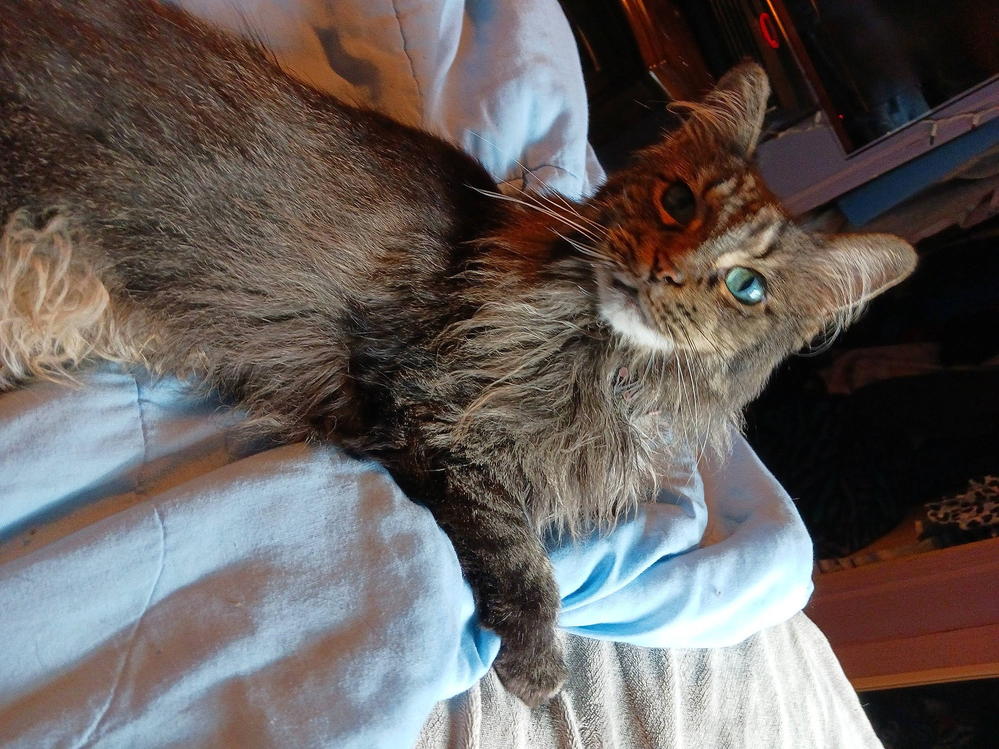 Kitten joined the competition — help win amazing prizes! carnivore, cat, claw, comfort, domestic_short_haired_cat, fawn, felidae, foot, fur, human_leg, liver, nap, paw, small_to_medium_sized_cats, snout, tail, terrestrial_animal, whiskers, wood