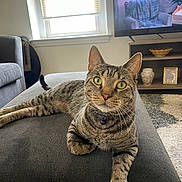 Tink is registered to the contest to win money with this photo: cat, tabby, green_eyes, pet, indoor, living_room, ottoman, furniture, window, television, lamp, plant, rug, decor, curious, relaxed, whiskers, collar, striped, cozy
