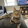 cat, tabby, green_eyes, pet, indoor, living_room, ottoman, furniture, window, television, lamp, plant, rug, decor, curious, relaxed, whiskers, collar, striped, cozy