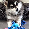 Aïka a rejoint le concours — aidez-le/la à gagner de superbes lots ! puppy, dog, fluffy, toy, plush_toy, blue_toy, indoor, floor, head_tilt, curious, pet, animal, cute, playful, furry, small_dog, sitting, looking_up, ears, young_dog