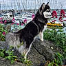 dog, outdoor, rocks, flowers, marina, boats, water, cloudy_sky, nature, plant, canine, fluffy, black_and_white_dog, pet, standing, tail, grass, scenic, harbor, leisure