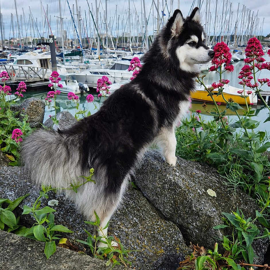 Aïka a rejoint le concours — aidez-le/la à gagner de superbes lots ! dog, outdoor, rocks, flowers, marina, boats, water, cloudy_sky, nature, plant, canine, fluffy, black_and_white_dog, pet, standing, tail, grass, scenic, harbor, leisure