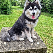 Aïka a rejoint le concours — aidez-le/la à gagner de superbes lots ! dog, sitting, outdoor, greenery, grass, trees, stone_pedestal, happy, tongue_out, fluffy, black_and_white, nature, park, canine, pet, animal, fur, smiling, daylight, moss
