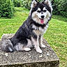 dog, sitting, outdoor, greenery, grass, trees, stone_pedestal, happy, tongue_out, fluffy, black_and_white, nature, park, canine, pet, animal, fur, smiling, daylight, moss