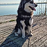 Aïka a rejoint le concours — aidez-le/la à gagner de superbes lots ! dog, canine, sitting, outdoor, lake, water, sky, sunlight, shadow, leash, nature, rock, fur, pet, animal, daytime, grass, happy, tongue_out, landscape