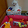 puppy, dog, white_dog, basket, toys, dog_toys, red_bed, indoor, floor, food_bowl, plush_toy, rope_toy, rubber_toy, cute, pet, animal, playful, cozy, small_dog, furniture