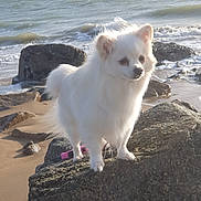 Onyx a rejoint le concours — aidez-le/la à gagner de superbes lots ! dog, white_dog, beach, rocks, sea, waves, outdoor, pet, fluffy, small_dog, sunlight, nature, coast, water, sand, animal, standing, daytime, portrait, cute