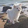 dog, white_dog, beach, rocks, sea, waves, outdoor, pet, fluffy, small_dog, sunlight, nature, coast, water, sand, animal, standing, daytime, portrait, cute