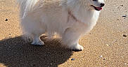 Onyx a rejoint le concours — aidez-le/la à gagner de superbes lots ! dog, pomeranian, beach, sand, rocks, sunlight, shadow, outdoor, pet, fluffy, white, happy, animal, nature, coast, daytime, fur, small_dog, canine, scenic