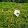 puppy, dog, grass, lawn, outdoor, greenery, bushes, small_dog, fluffy, cute, young, nature, pet, animal, walking, daylight, canine, fur, playful, exploring