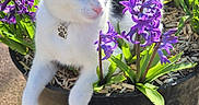 Zizou a rejoint le concours — aidez-le/la à gagner de superbes lots ! cat, black_and_white, flower_pot, purple_flowers, outdoor, sunlight, pet, plant, green_leaves, nature, garden, relaxed, curious, animal, flora, daylight, potted_plant, cute, feline, spring
