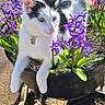 cat, black_and_white, flower_pot, purple_flowers, outdoor, sunlight, pet, plant, green_leaves, nature, garden, relaxed, curious, animal, flora, daylight, potted_plant, cute, feline, spring