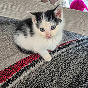 Zizou participe au concours pour gagner de l'argent avec cette photo : kitten, cat, black_and_white, carpet, paw_print, wooden_surface, yarn_ball, blue_eyes, small, cute, indoor, pet, feline, curious, sitting, fur, whiskers, young, playful, domestic
