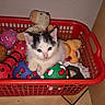 Zizou participe au concours pour gagner de l'argent avec cette photo : kitten, cat, basket, toy, plush_toy, indoor, floor, curious, pet, animal, red, white, black, colorful, small, cute, feline, playful, domestic, young