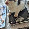 Zizou participe au concours pour gagner de l'argent avec cette photo : kitten, cat, digital_scale, weight, table, book, vase, wooden_table, indoor, pet, feline, fur, black_and_white, curious, small, cute, home, domestic, young, animal