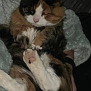 Maple is registered to the contest to win money with this photo: cat, calico, fur, paws, blanket, cozy, relaxed, sleepy, pet, animal, indoor, comfort, cute, feline, resting, warm, soft, texture, closeup, snug