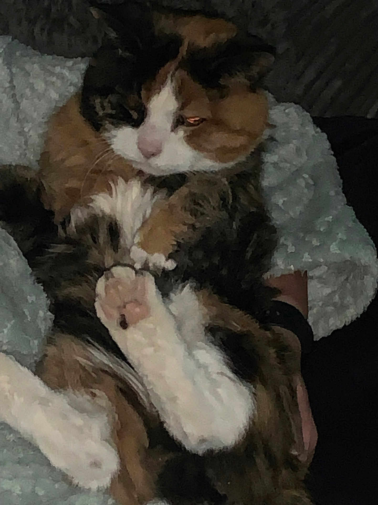 Maple is registered to the contest to win money with this photo: cat, calico, fur, paws, blanket, cozy, relaxed, sleepy, pet, animal, indoor, comfort, cute, feline, resting, warm, soft, texture, closeup, snug