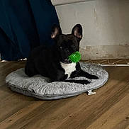 Tina a rejoint le concours — aidez-le/la à gagner de superbes lots ! dog, pet_bed, green_ball, indoor, wooden_floor, black_dog, white_chest, curtain, relaxed, toy, floor, cozy, animal, laying, domestic, companion, playful, home, resting, cute