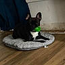 dog, pet_bed, green_ball, indoor, wooden_floor, black_dog, white_chest, curtain, relaxed, toy, floor, cozy, animal, laying, domestic, companion, playful, home, resting, cute