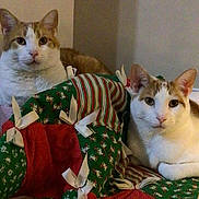 Zorro Zeus joined the competition — help win amazing prizes! cat, feline, pet, indoor, quilt, blanket, green, red, white_bows, striped_pattern, resting, two_cats, calm, fur, ears, whiskers, floor, wall, domestic, cozy