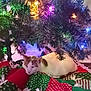 cat, christmas_tree, holiday_lights, quilt, blanket, festive, indoor, pet, animal, relaxed, decorations, colorful_lights, pine_tree, christmas_decor, cozy, resting, tri_color_cat, soft_texture, home, seasonal