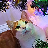 I'M is registered to the contest to win money with this photo: cat, orange_cat, white_cat, christmas_tree, christmas_lights, holiday, festive, indoor, pet, curious, closeup, feline, whiskers, green_lights, yellow_lights, soft_lighting, decorations, animal, cute, celebration