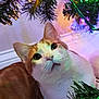 cat, orange_cat, white_cat, christmas_tree, christmas_lights, holiday, festive, indoor, pet, curious, closeup, feline, whiskers, green_lights, yellow_lights, soft_lighting, decorations, animal, cute, celebration