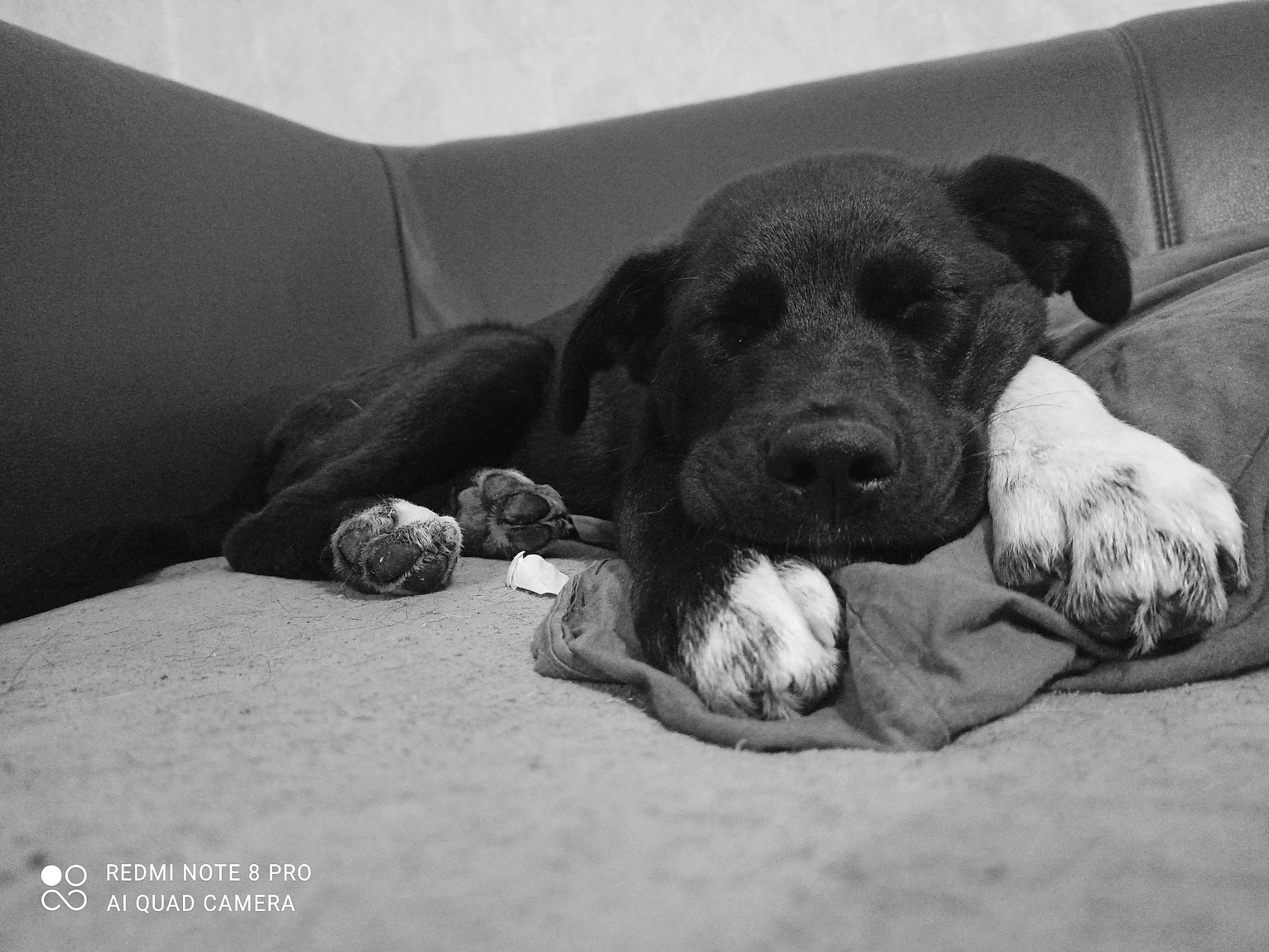 Paga participe au concours pour gagner de l'argent avec cette photo : bored, canidae, carnivore, comfort, companion_dog, couch, dog, dog_breed, dog_supply, grey, linens, monochrome_photography, paw, pet_supply, puppy, snout, sporting_group, whiskers, working_animal, working_dog