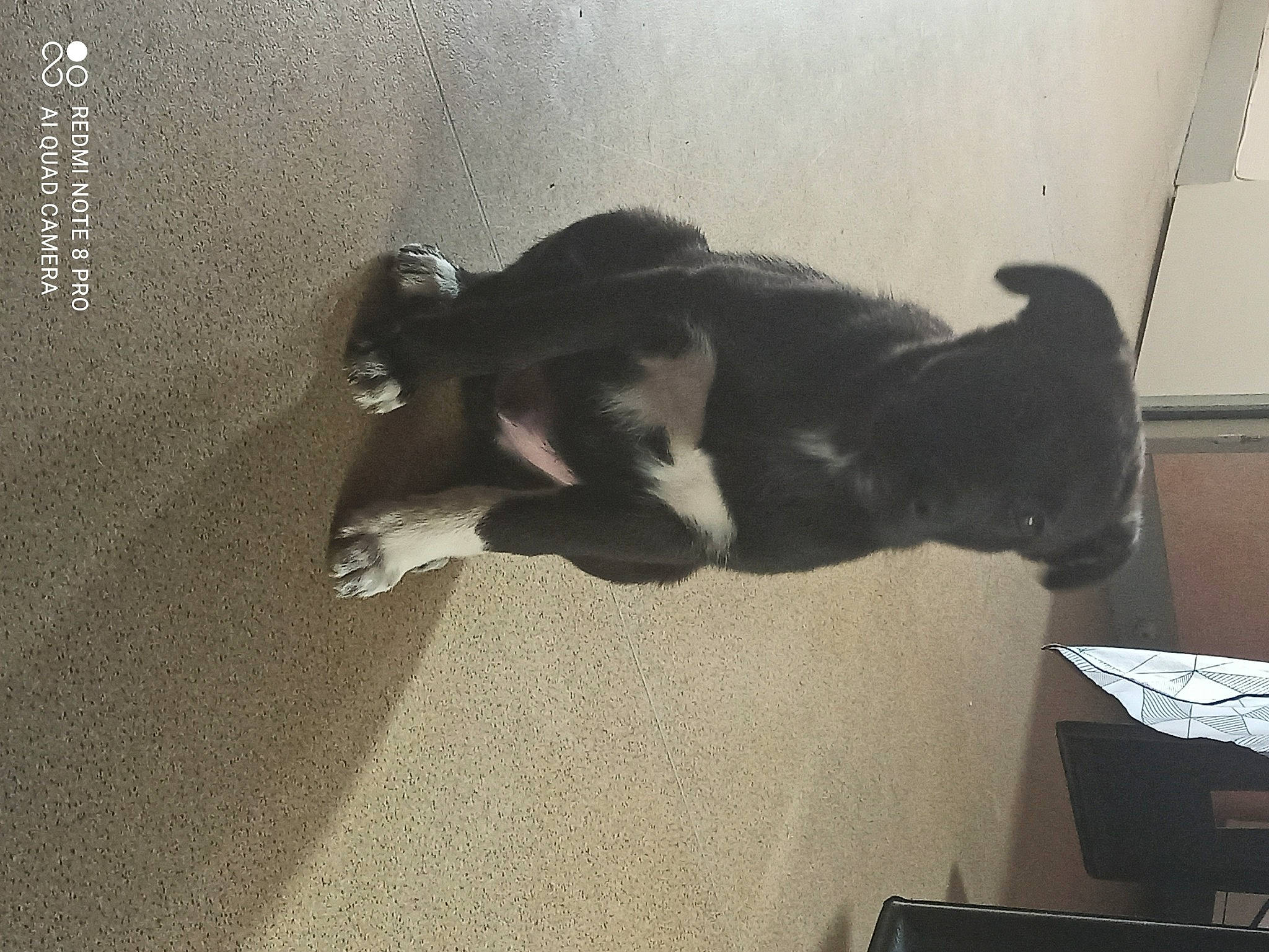 Paga a rejoint le concours — aidez-le/la à gagner de superbes lots ! carnivore, dog, dog_breed, fur, shadow, snout, tail, working_animal