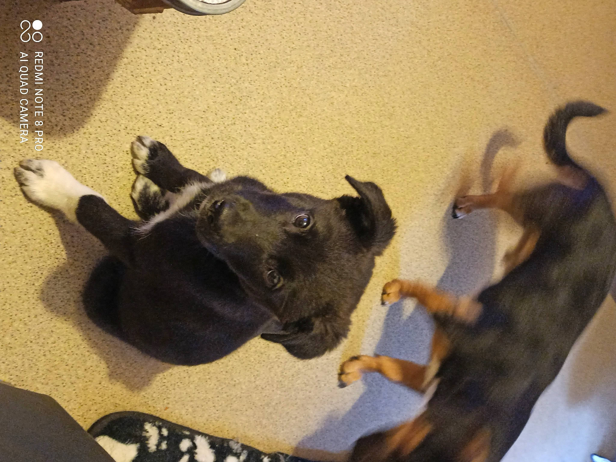 Paga participe au concours pour gagner de l'argent avec cette photo : canidae, carnivore, claw, companion_dog, dog, dog_breed, fur, guard_dog, paw, shadow, snout, sporting_group, tail, terrestrial_animal, working_animal, working_dog