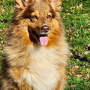 Nina participe au concours pour gagner de l'argent avec cette photo : animal, canine, closeup, daylight, dog, ears, fluffy, fur, golden_brown, grass, happy, leaves, muzzle, nature, outdoor, pet, portrait, smiling, sunny, tongue_out