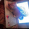 Meelo is registered to the contest to win money with this photo: animal, canine, cat, computer, computerhardware, computerkeyboard, couch, dog, electronics, hardware, kitten, laptop, mobilephone, monitor, pc, pet, phone, puppy, screen, tabletcomputer